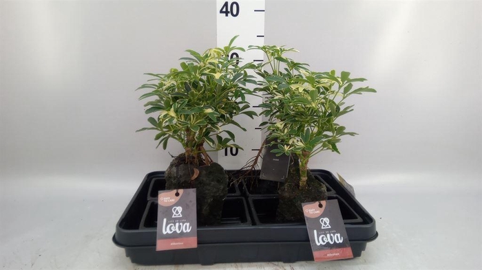 <h4>Arr.   Kamerplant Groen H%</h4>