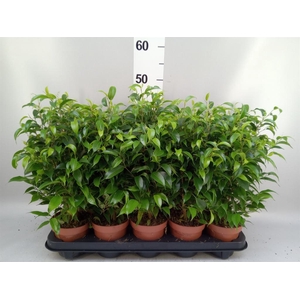 Ficus benja. 'Natasja'