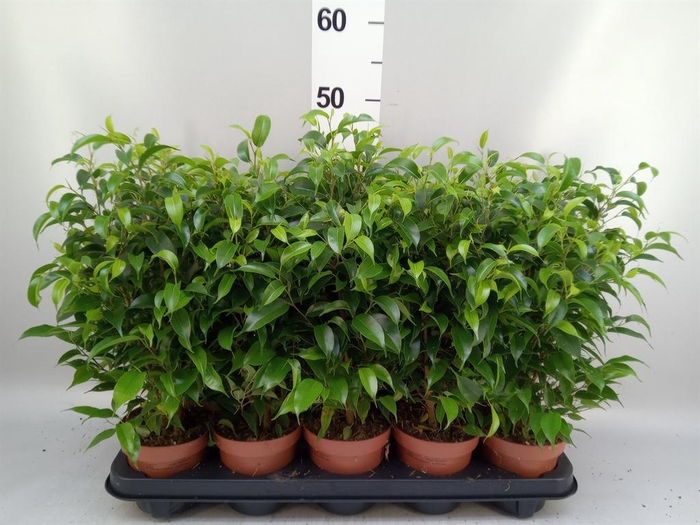 <h4>Ficus benja. 'Natasja'</h4>