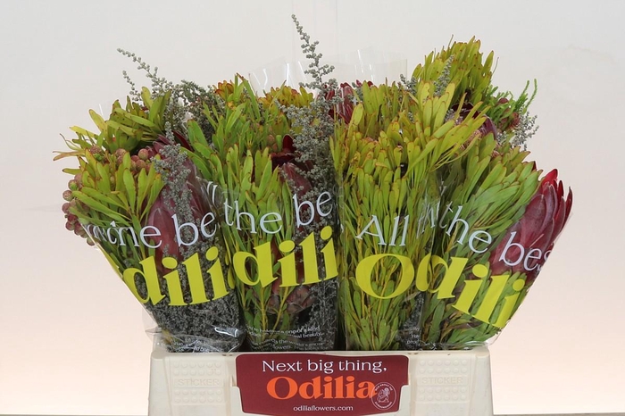 <h4>BQ Protea Sharon SFB</h4>