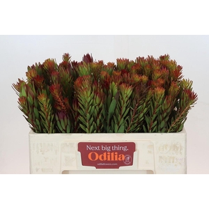 Leucadendron Safari Sunset