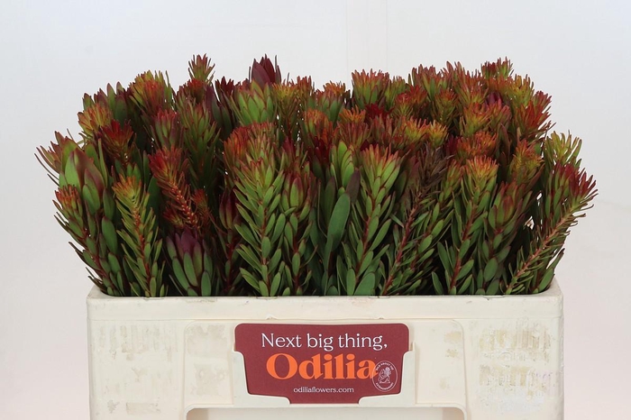 <h4>Leucadendron Safari Sunset</h4>