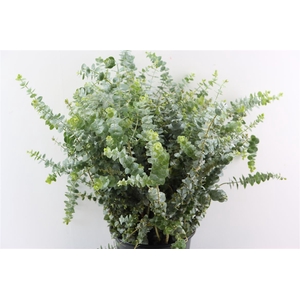 Euca Baby Blue 400gr P Bunch