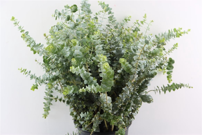 <h4>Euca Baby Blue 400gr P Bunch</h4>