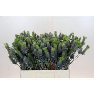 Eryngium Electric Dynamite