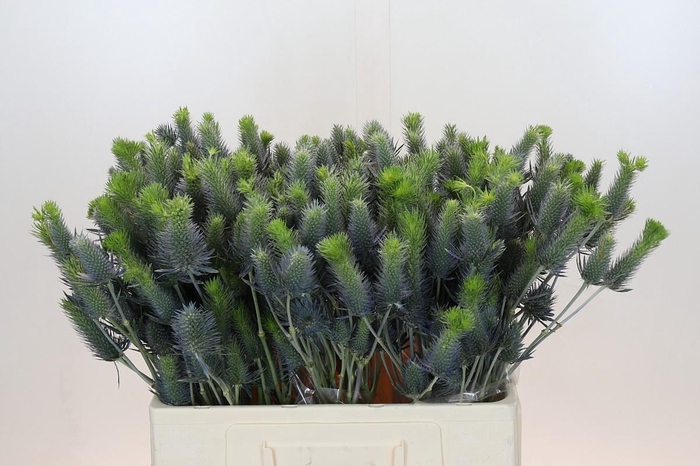 Eryngium Electric Dynamite