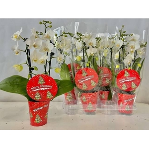 Phalaenopsis White 9Ø 45cm 2st 24fl