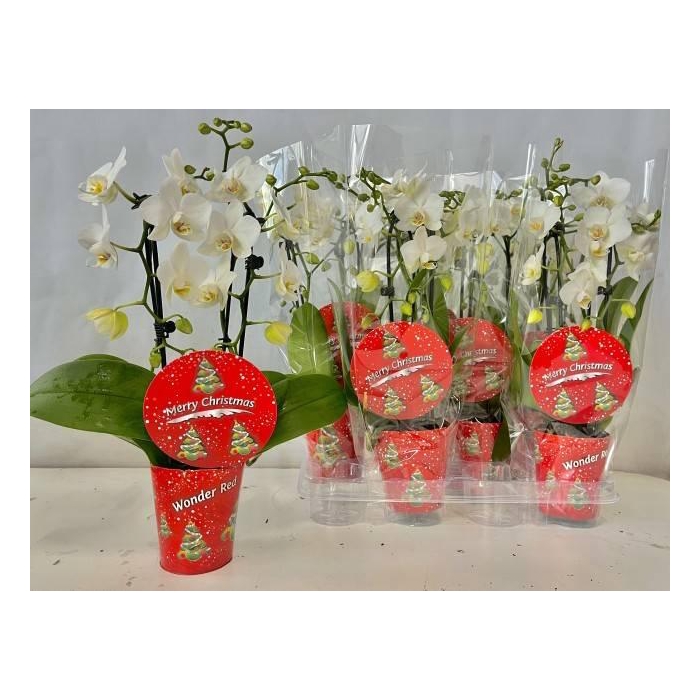 <h4>Phalaenopsis White 9Ø 45cm 2st 24fl</h4>