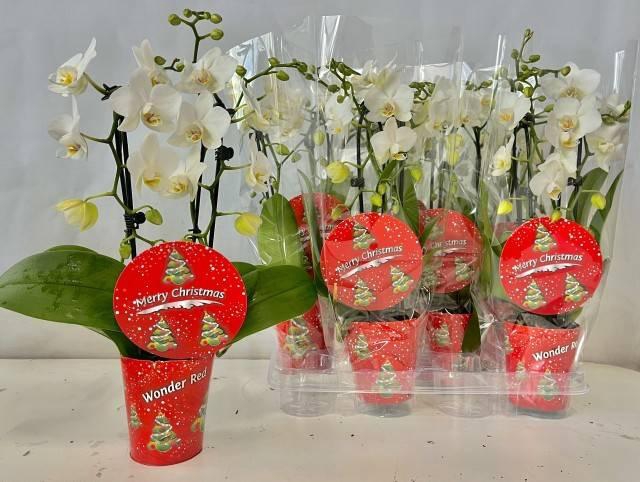 Phalaenopsis White 9Ø 45cm 2st 24fl