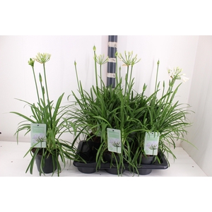 AGAPA SUMMER LOVE WH