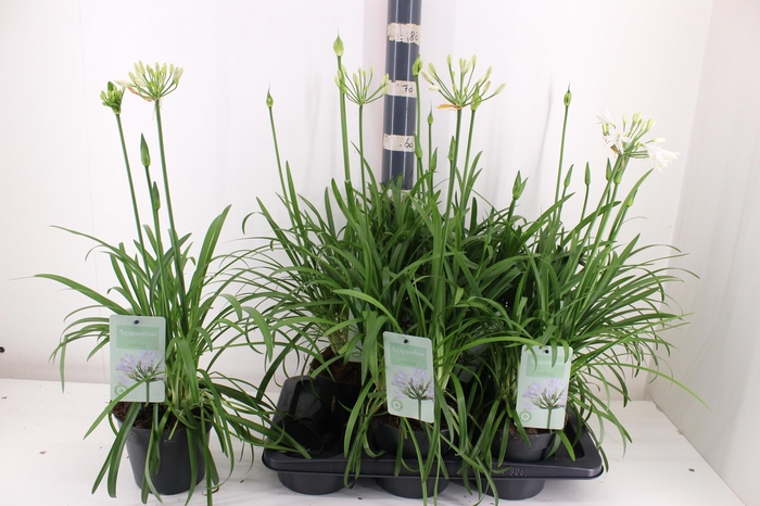 <h4>AGAPA SUMMER LOVE WH</h4>