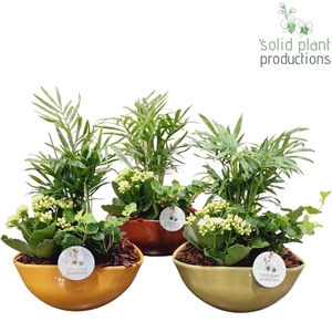 Opm Sp CHK015 Evelyn 3 PP Mix