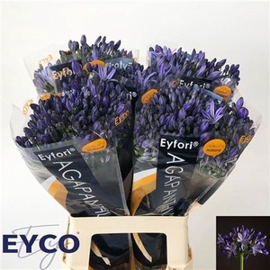 Agap Eyfori Blue