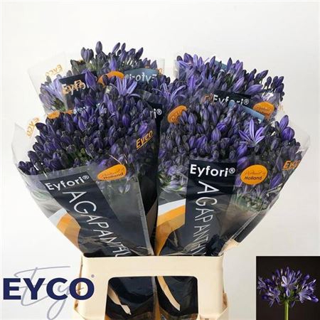 <h4>Agap Eyfori Blue</h4>