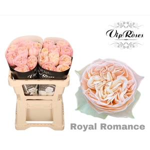 R GR ROYAL ROMANCE