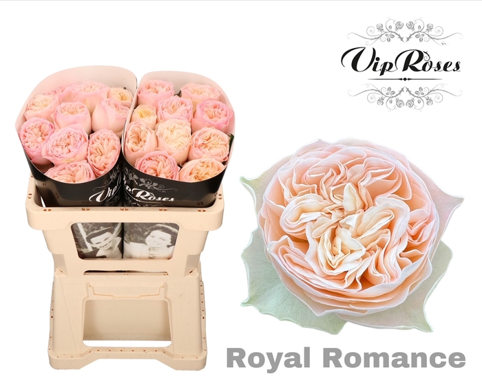 R GR ROYAL ROMANCE