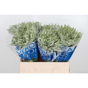 Veron Smart Wave Spray