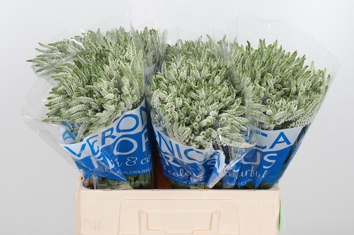 <h4>Veron Smart Wave Spray</h4>