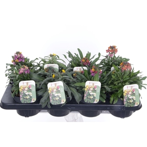 Erysimum linifolium mix