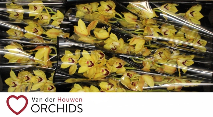 <h4>Gymer Cooksbridge</h4>