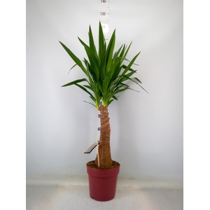 Yucca elephantipes   ...