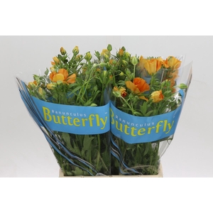 Ranunculus Butterfly Charis