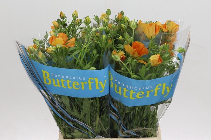 <h4>Ranunculus Butterfly Charis</h4>