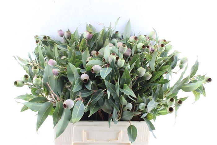 <h4>EUCA OV MET BES</h4>