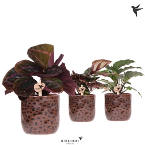 Kolibri Greens Calathea mix in Leopard pot