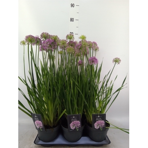 Allium  'Millenium'
