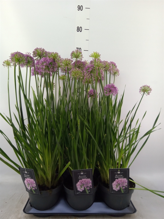 <h4>Allium  'Millenium'</h4>
