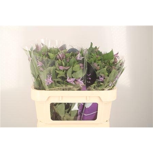 Clematis Star River Lila