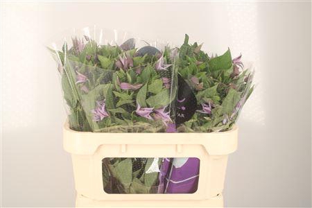 <h4>Clematis Star River Lila</h4>