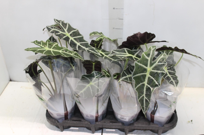 <h4>ALOCASIA POLLY P12</h4>