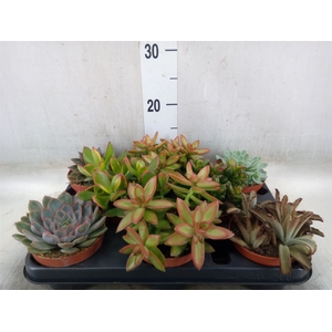 Succulents   ...