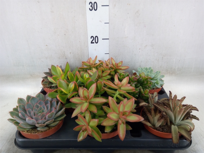 <h4>Succulents   ...</h4>