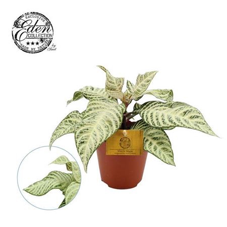arr8 Aphel Sq White Wash