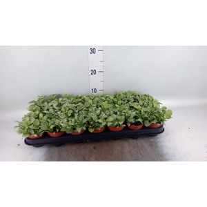 Fittonia 'Mosaic White Forest Fla'