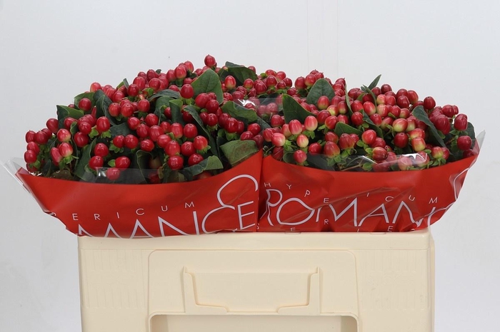 <h4>HYP TRUE ROMANCE</h4>