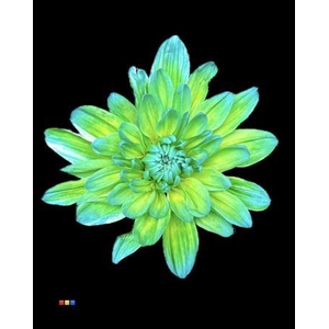 Chr T 2 Kl Baltica Double Mint