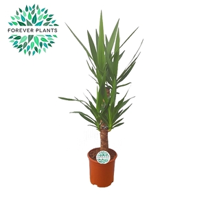 Yucca p21, 60+30, 2-STAM (2+ KOP)