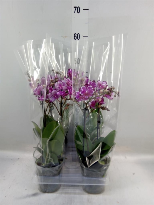 <h4>Phalaenopsis ...</h4>