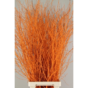Betula Bs Paint Orange