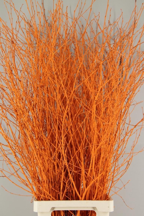 <h4>Betula Bs Paint Orange</h4>