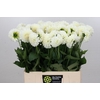 Dahlia BA 'Boom Boom White'