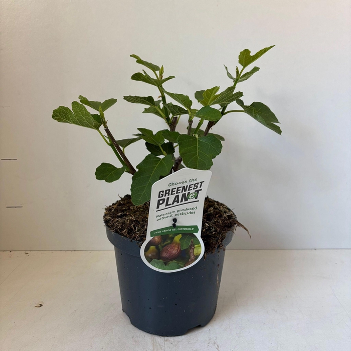 <h4>Ficus carica 'Del Portugallo'</h4>