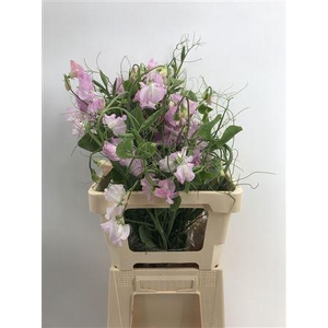 Lathyr Light Pink Ramo Rosa Chiaro