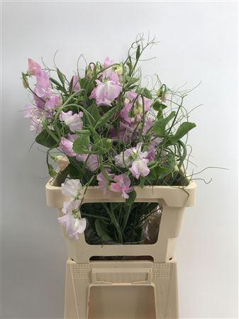 <h4>Lathyr Light Pink Ramo Rosa Chiaro</h4>