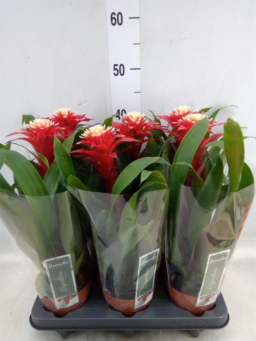 <h4>Guzmania   ...</h4>