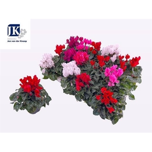 Cyclamen KL 'Verano'